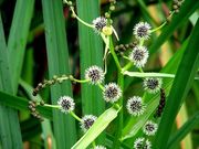 Ágas békabuzogány (Sparganium erectum)