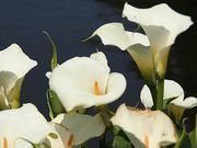 Fehér kála (Zantedeschia aethiopica)