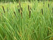 Gyékény (Typha)
