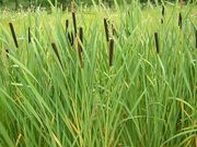 Gyékény (Typha)