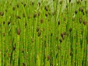 Iszapzsurló (Equisetum fluviatile)