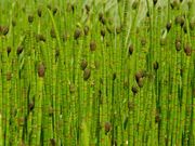 Iszapzsurló (Equisetum fluviatile)