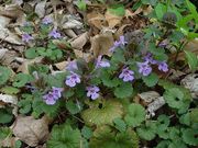 Kerek repkény (Glechoma hederacea)