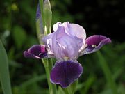 Kerti nőszirom (Iris germanica)