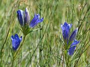 Kornistárnics (Gentiana pneumonanthe)