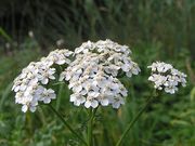 Közönséges cickafark (Achillea millefolium)