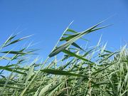 Közönséges nád (Phragmites australis)