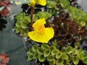 Közönséges rence (Utricularia vulgaris)