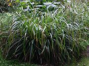 Lecsüngő sás (Carex pendula)