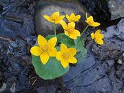 Mocsári gólyahír (Caltha palustris)