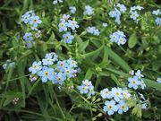 Mocsári nefelejcs (Myosotis scorpioides)