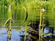 Nyílfű (Sagittaria sagittifolia)