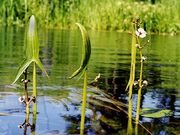 Nyílfű (Sagittaria sagittifolia)