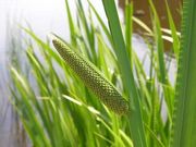 Orvosi kálmos (Acorus calamus)