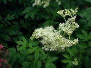 Réti legyezőfű (Filipendula ulmaria)