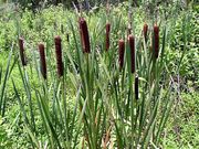 Széleslevelű gyékény (Typha latifolia)