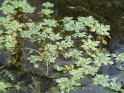 Tavaszi mocsárhúr (Callitriche palustris)