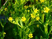 Torzsika boglárka (Ranunculus sceleratus)