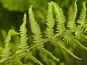 Tőzegpáfrány (Thelypteris palustris)