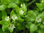 Tyúkhúr (Stellaria media)