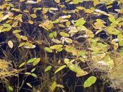 Úszó békaszőlő (Potamogeton natans)