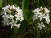 Vidrafű (Menyanthes trifoliata)