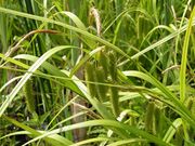 Villás sás (Carex pseudocyperus)