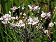 Virágkáka (Butomus umbellatus)