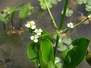 Vízi hídőr (Alisma plantago aquatica)