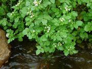 Vízitorma (Nasturtium officinale)